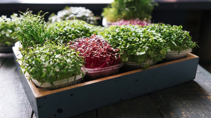 Mehrere kleine Boxen mit Microgreens, reif zur Ernte.