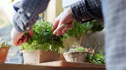 Eine Person erntet Microgreens mit einer Schere.