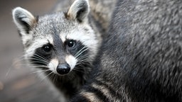 Ein junger Waschbär