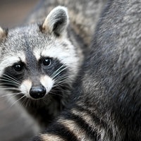 Ein junger Waschbär