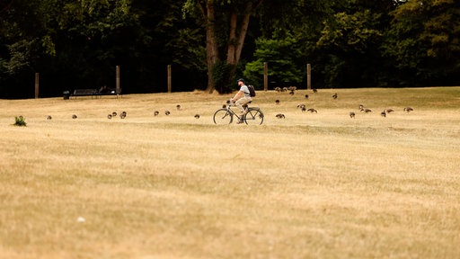 Ein Radfahrer fährt durch einen Park mit vertrocknete Wiesen (Archivbild)