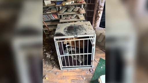 Ein Hund in einer unordentlichen Wohnung sitzt in einem kleinen Zwinger