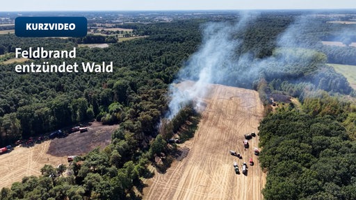 Ein Feldbrand entzündet den Wald in Borken