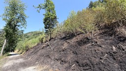 Abgebrannte Waldfläche in Freienohl