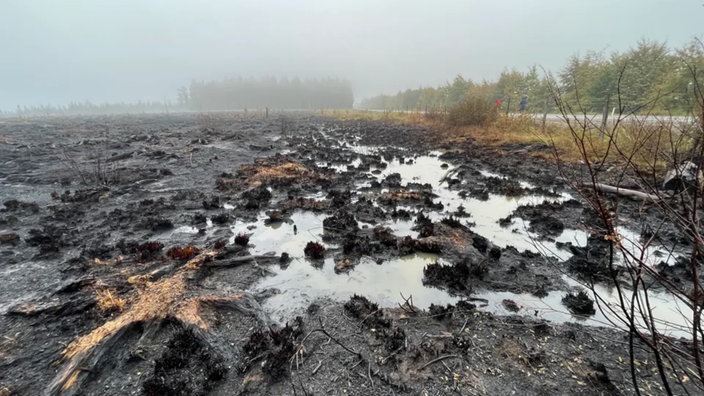 Regenwetter nach Waldbrand im Hohen Venn