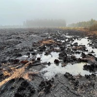 Regenwetter nach Waldbrand im Hohen Venn