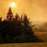 Rauch verdunkelt den Himmel wegen des Waldbrands im Hürtgenwald