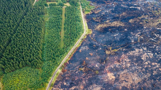 Eine Straße trennt den unbeschadeten Wald des Hohen Venn vom Waldbrandgebiet