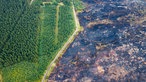 Eine Straße trennt den unbeschadeten Wald des Hohen Venn vom Waldbrandgebiet