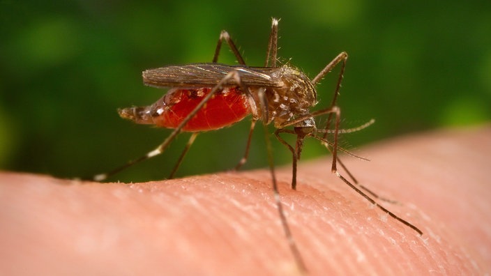 Eine asiatische Buschmücke sitzt am 23.09.2005 auf einem Finger. Diese Mücke verbreitet sich in Deutschland, vorallem im Süden von Nordrhein-Westfalen und im Norden von Rheinland-Pfalz und ist Überträger des in Einzelfällen tödlichen West-Nil-Virus. 
