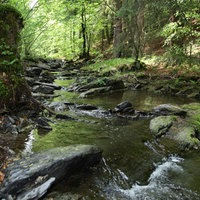 Bachlauf im Wald mit Felsen