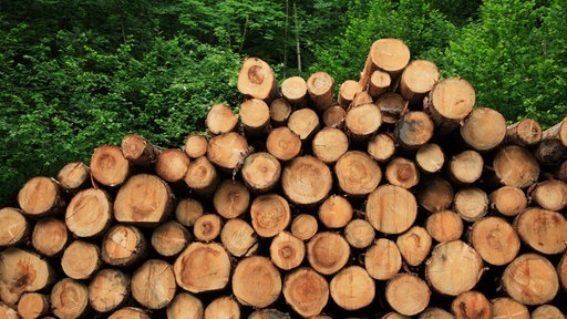 Baumstämme liegen gestapelt in einem Wald