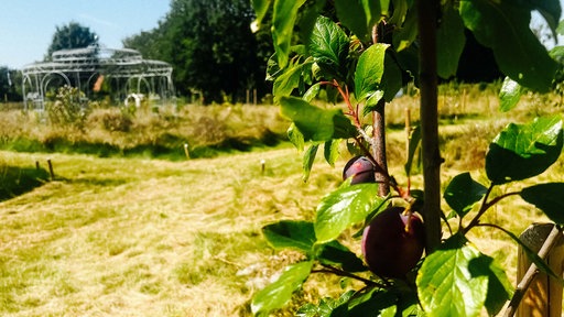 Im Hintergrund steht ein kleines Gartenhaus, während im Vordergrund eine Pflaume an einem Zweig zu sehen ist. 