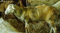 Ein krankes Schaf im Stall. Das Fell hat dunkle Flecken und es ist recht dünn.