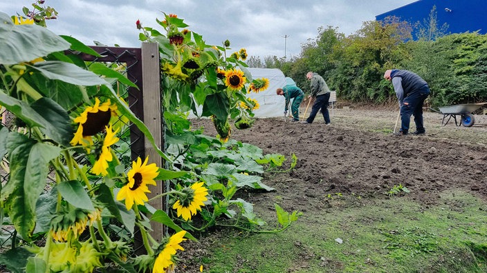 Drei Männer stehen auf einem kleinen Gemüsefeld. Links im Vordergrund stehen mehrere Sonnenblumen. 