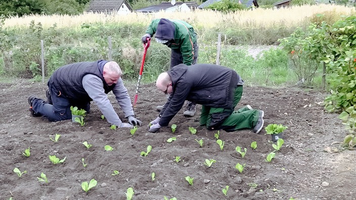 Zwei Männer knien in einem Salatbeet des Bochumer Tafelgartens. 