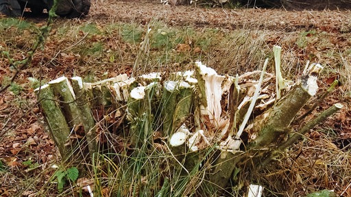 Eine frisch geschnittene Hecke mit grob abgesägten, hellen Schnittflächen