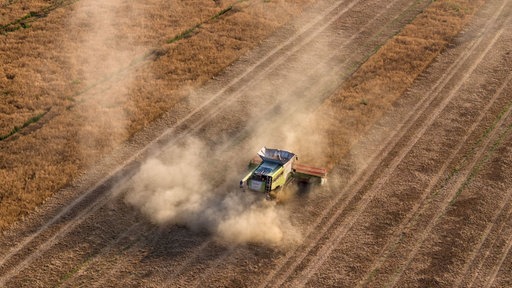 Eine Erntemaschine fährt über ein Feld mit Futtererbsen (Aufnahme mit einer Drohne)