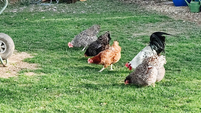 Vier Hühner und ein Hahn picken Körner von einer Wiese auf.
