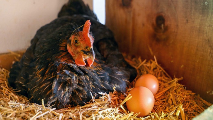 Ein schwarz-gefiedertes Huhn sitzt in einem Nest aus Stroh, rechts neben dem Huhn liegen zwei braune Eier