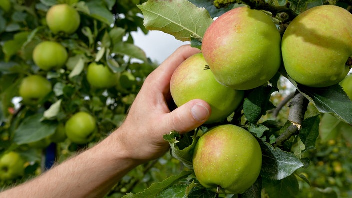 Eine Hand greift einen reifen Apfel von einem Baum