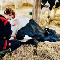 Eine Frau hockt in einem Stall auf dem Boden, vor ihr liegt eine Kuh, die sie behandelt.