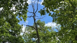 ein kahler Baum in Mitten von belaubten Bäumen