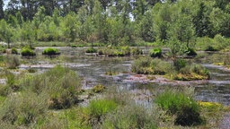 Die dicht bewachsene Moorlandschaft im Lüntener Wald