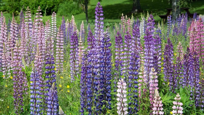 Auf einer Wiese stehen Lupinen in verschiedenen Violett- und Fliedertönen