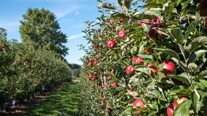 Auf einer Apfelplantage hängen reife rote Äpfel an Bäumen