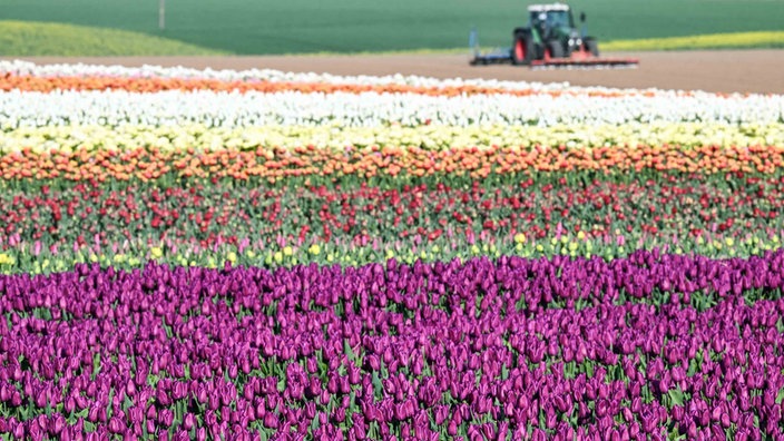 Auf einem Feld in Kapellen blühen Tulpen in verschiedenen Farben