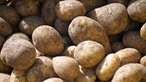 Frische geerntete Kartoffeln mit Erde an der Schale liegen auf einem Haufen