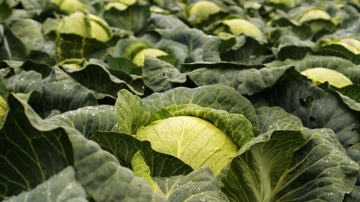 Auf einem Feld wächst Weißkohl dicht an dicht