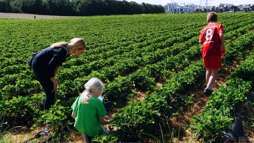 Eine Mutter und ihre Kinder beim Erdbeerpflücken auf einem Feld