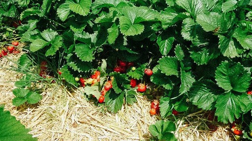 Rote Erdbeeren auf einem Feld