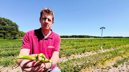 Ein Mann kniet mit abgebrochenem grünen Spargel auf einem Feld.