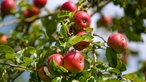 Rote, reife Äpfel hängen an einem Baum