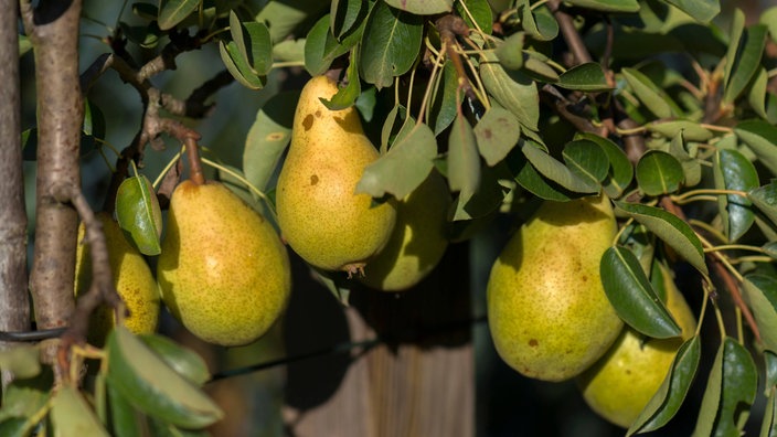 Reife Birnen an einem Baum