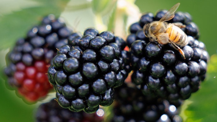 Eine Biene krabbelt über schwarze, reife Brombeeren