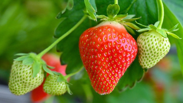 Eine reife, rote Erdbeere und noch nicht reife, grüne Erdbeeren an einem Strauch