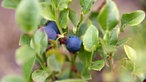 Reife Heidelbeeren an einem Strauch