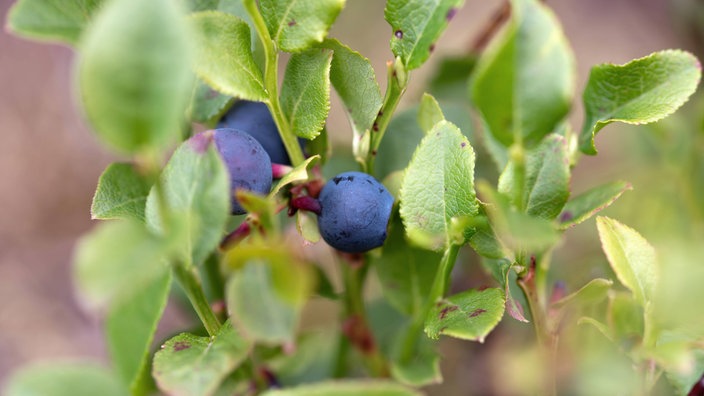 Reife Heidelbeeren an einem Strauch