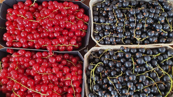 Zwei Schalen mit roten und zwei Schalen mit schwarzen Johannisbeeren stehen nebeneinander