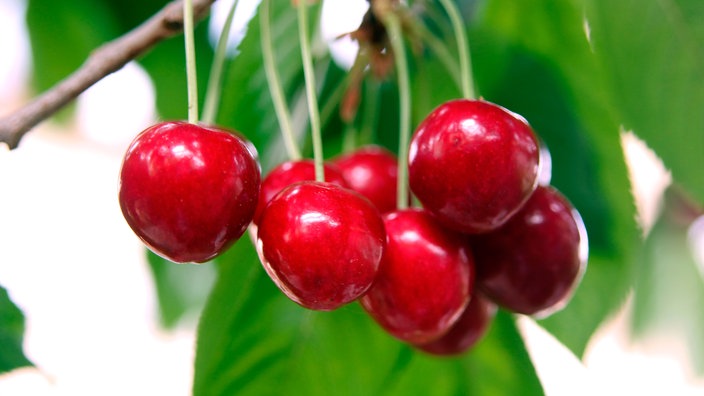 Reife, rote Kirschen hängen an einem Baum