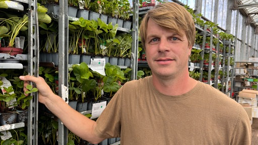 Der Obstbauer Markus Staden steht in einem Gewächshaus. 