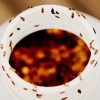 Ein offener weißer Behälter ist von den kleinen, dunklen Wanzen umringt, die sich am Rand und in seinem Inneren befinden.