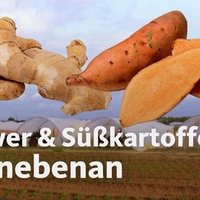 Ingwerknollen und Süßkartoffeln im Vordergrund, im Hintergrund unscharf ein Acker. Darüber liegt der Schriftzug „Ingwer und Süßkartoffeln aus NRW“ (Montage).