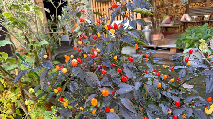 Eine Chilipfanze steht im Garten in einem Hochbeet.