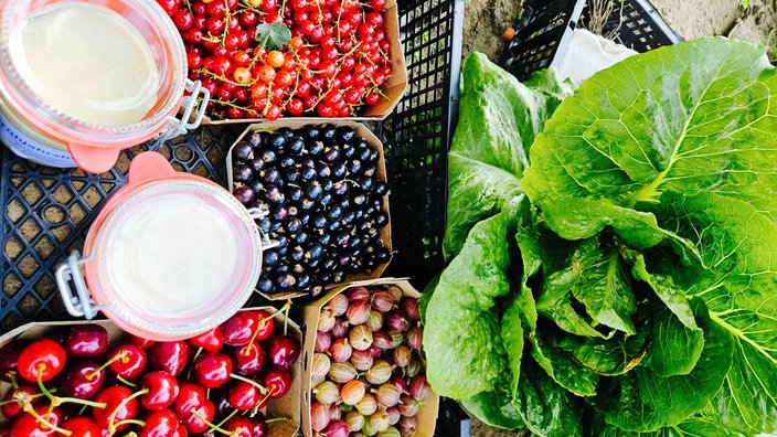 Ein gefüllter Korb mit frischen Lebensmittel. Darunter Johannisbeeren, Stachelbeeren, Kirschen, Salat und frischer Honig.