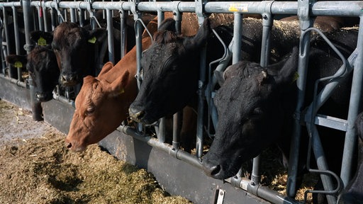 Die Wagyu Rinder stehen im Stall und fressen Heu.